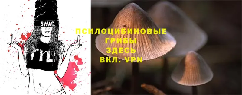 Галлюциногенные грибы Cubensis  где купить   Реж 